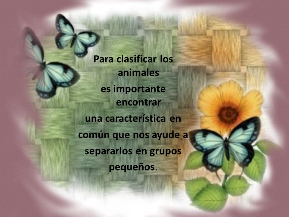 Para clasificar los animales es importante encontrar una característica en común que nos ayude a separarlos en grupos pequeños.