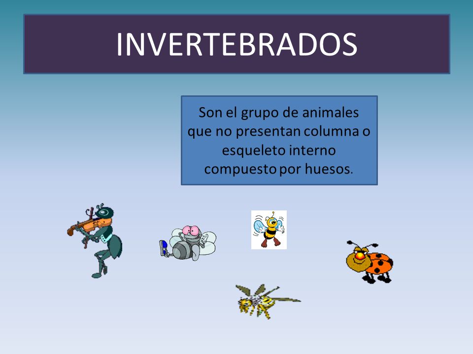 INVERTEBRADOS Son el grupo de animales que no presentan columna o esqueleto interno compuesto por huesos.