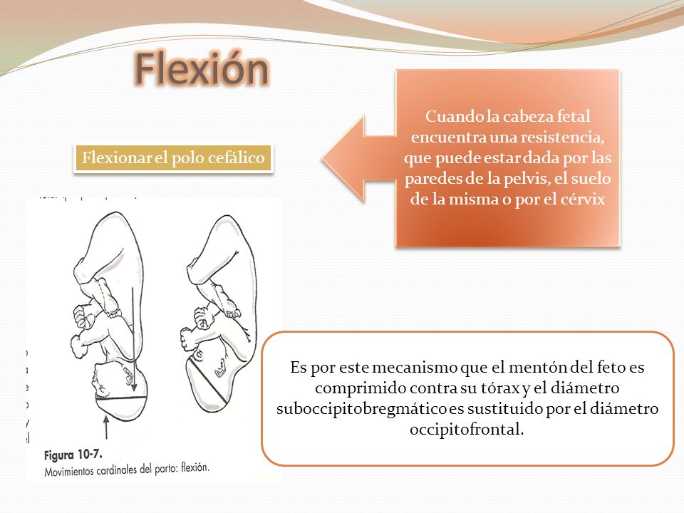 Flexión Cuando la cabeza fetal encuentra una resistencia, que puede estar dada por las paredes de la pelvis, el suelo de la misma o por el cérvix.
