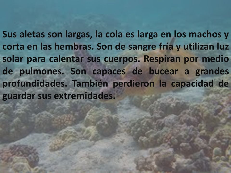 Sus aletas son largas, la cola es larga en los machos y corta en las hembras.