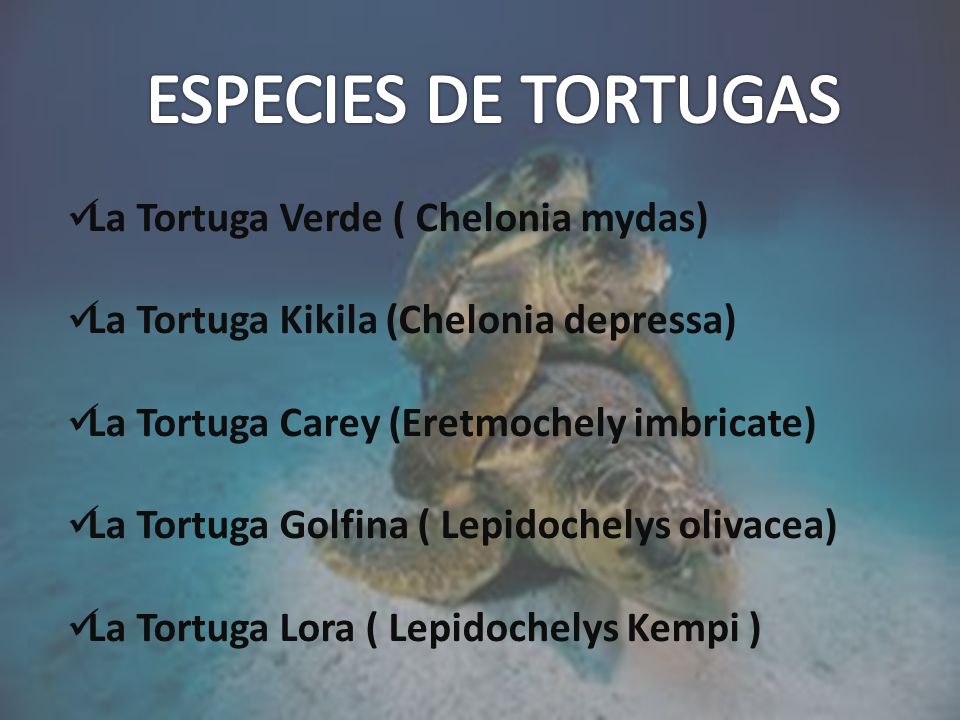 ESPECIES DE TORTUGAS La Tortuga Verde ( Chelonia mydas)