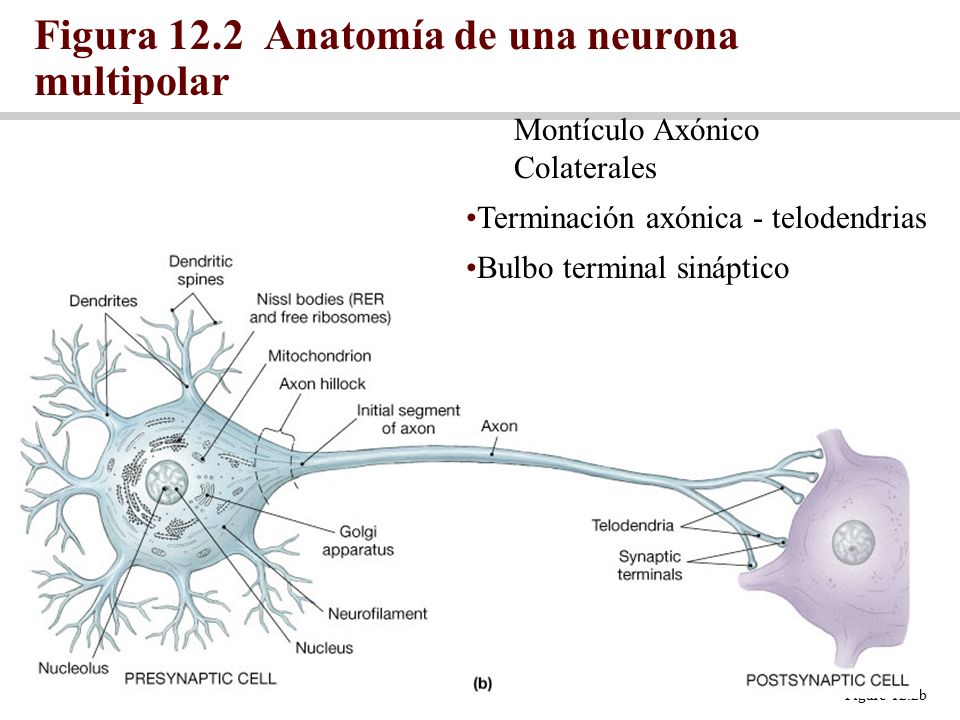 Figura 12.2 Anatomía de una neurona multipolar