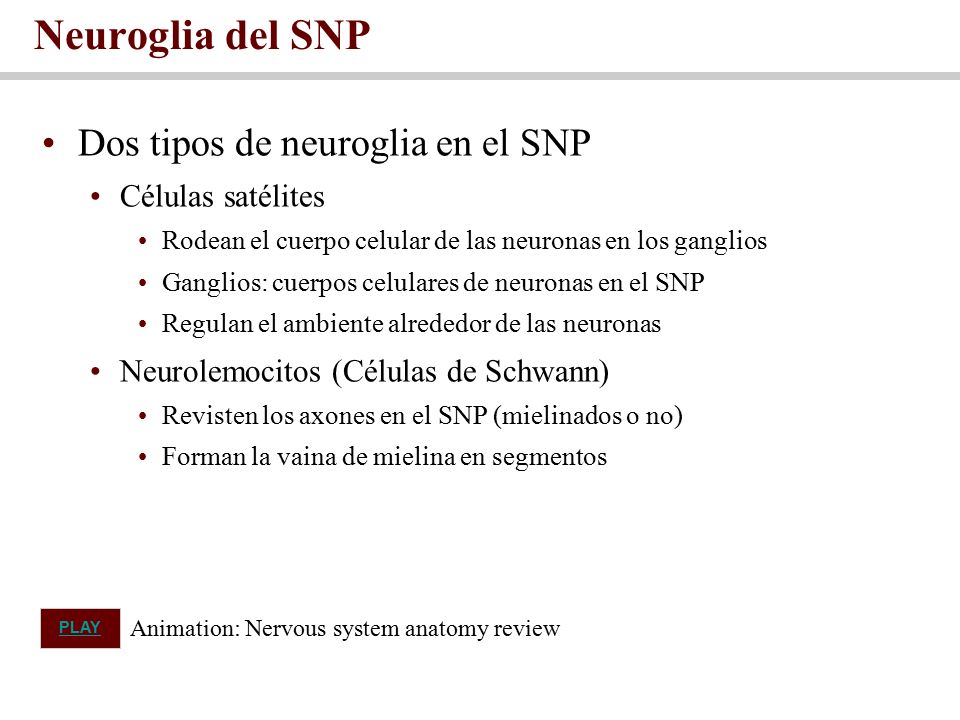 Neuroglia del SNP Dos tipos de neuroglia en el SNP Células satélites