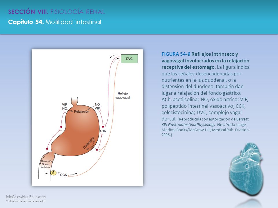 FIGURA 54-9 Refl ejos intrínseco y vagovagal involucrados en la relajación receptiva del estómago.