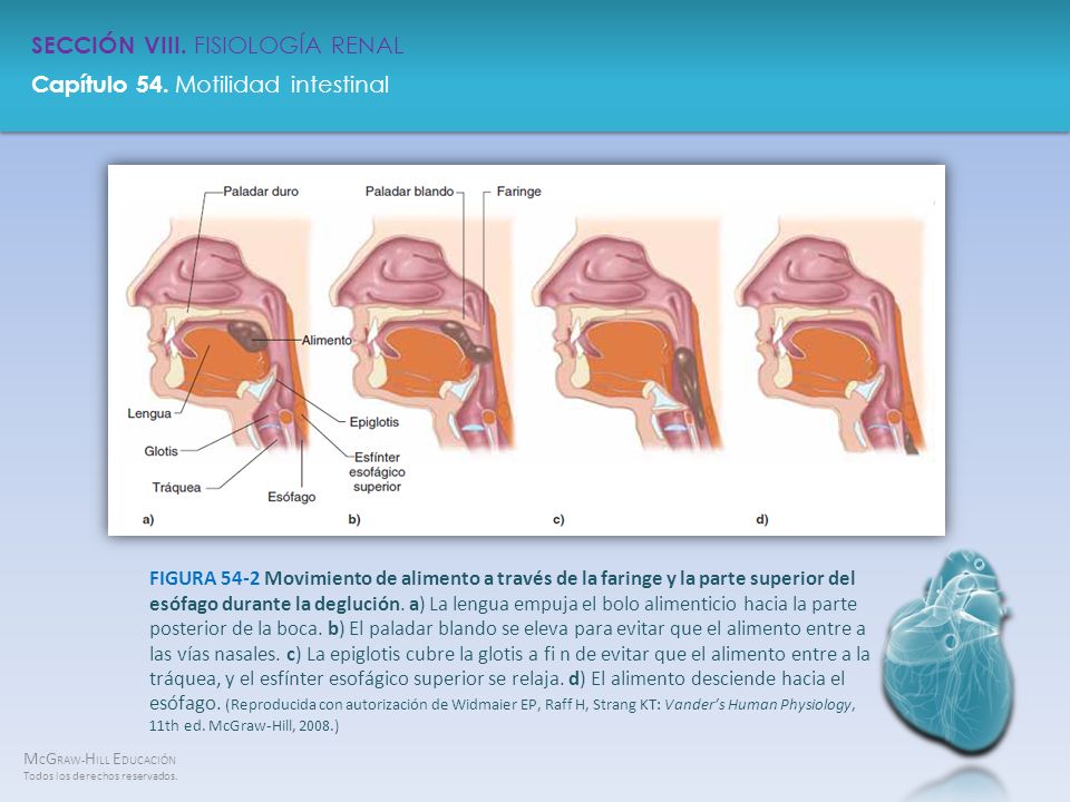FIGURA 54-2 Movimiento de alimento a través de la faringe y la parte superior del esófago durante la deglución.