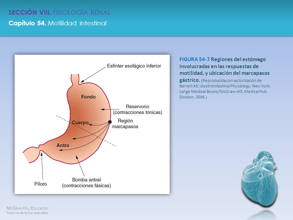 FIGURA 54-7 Regiones del estómago involucradas en las respuestas de motilidad, y ubicación del marcapasos gástrico.