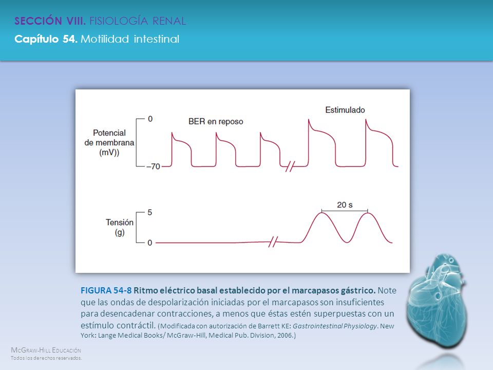 FIGURA 54-8 Ritmo eléctrico basal establecido por el marcapasos gástrico.