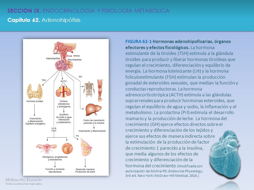 FIGURA 62-1 Hormonas adenohipofisarias, órganos efectores y efectos fisiológicos.
