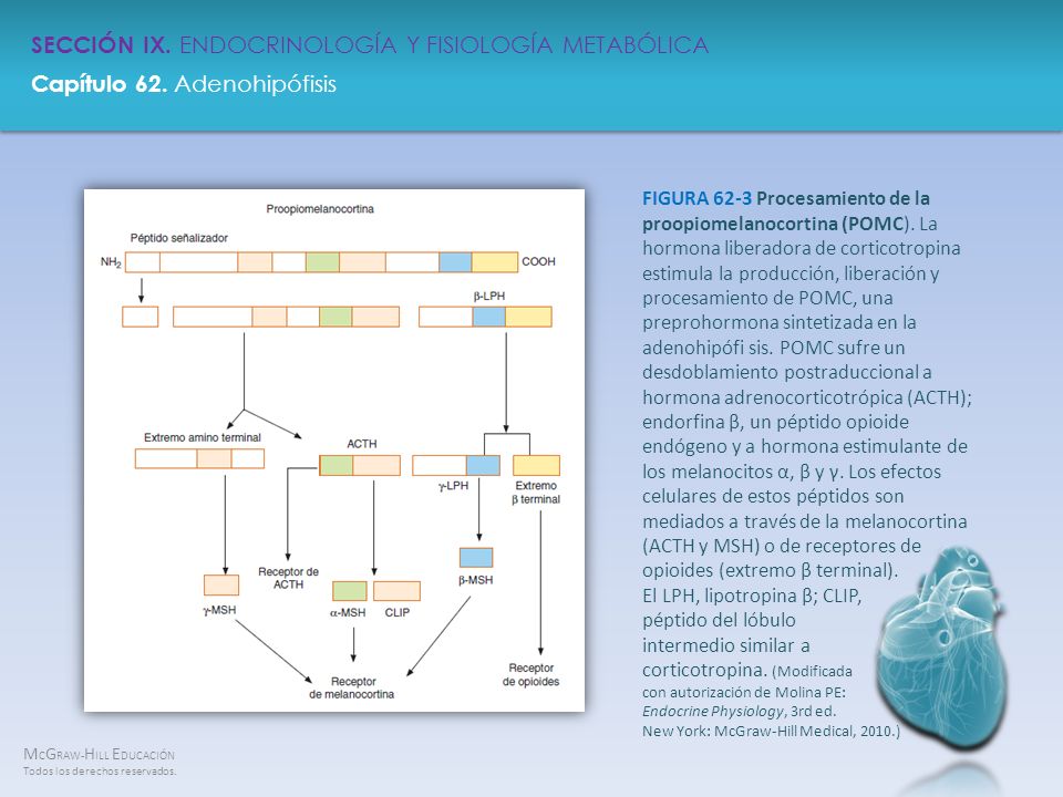 FIGURA 62-3 Procesamiento de la proopiomelanocortina (POMC)