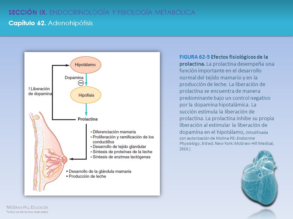 FIGURA 62-5 Efectos fisiológicos de la prolactina
