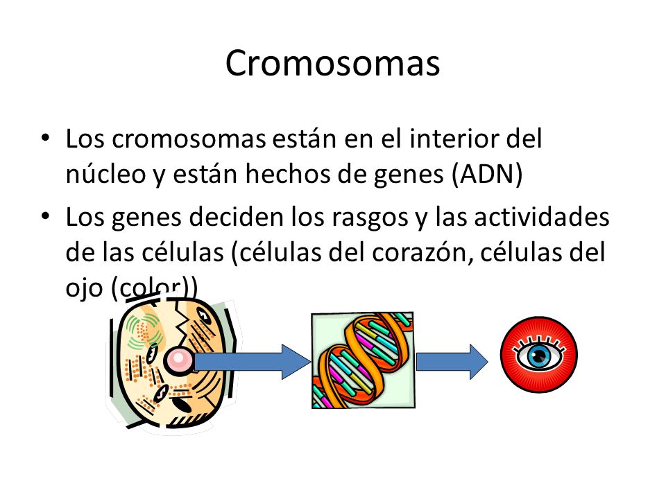Cromosomas Los cromosomas están en el interior del núcleo y están hechos de genes (ADN)