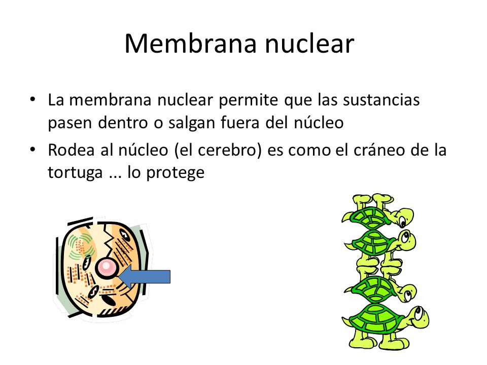 Membrana nuclear La membrana nuclear permite que las sustancias pasen dentro o salgan fuera del núcleo.