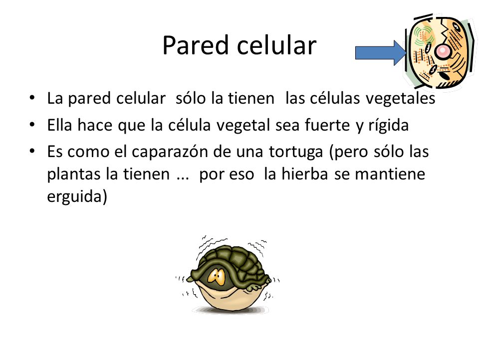 Pared celular La pared celular sólo la tienen las células vegetales