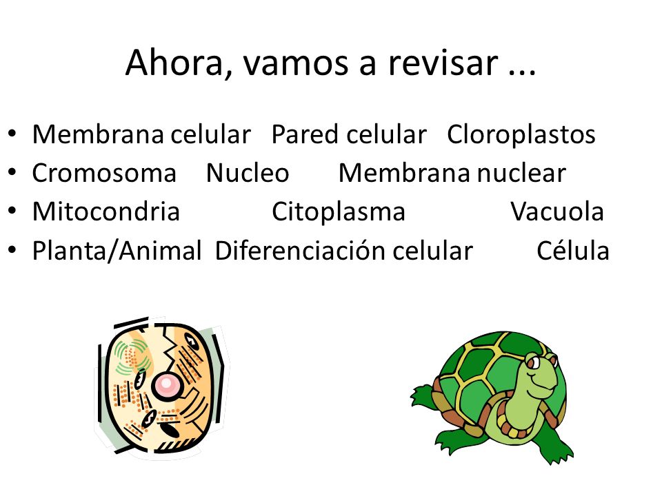 Ahora, vamos a revisar ... Membrana celular Pared celular Cloroplastos