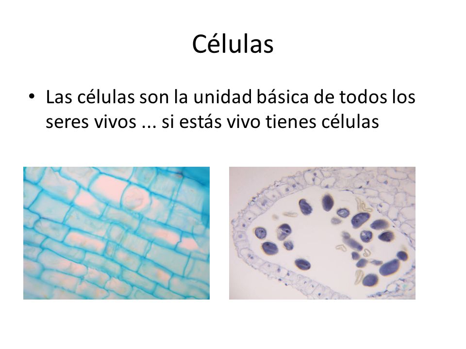 Células Las células son la unidad básica de todos los seres vivos ... si estás vivo tienes células