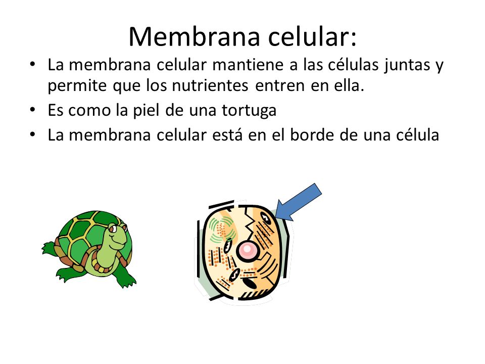 Membrana celular: La membrana celular mantiene a las células juntas y permite que los nutrientes entren en ella.