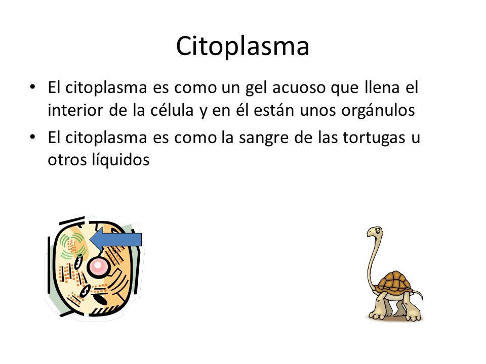 Citoplasma El citoplasma es como un gel acuoso que llena el interior de la célula y en él están unos orgánulos.
