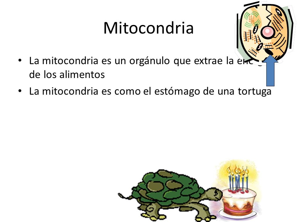 Mitocondria La mitocondria es un orgánulo que extrae la energía de los alimentos.
