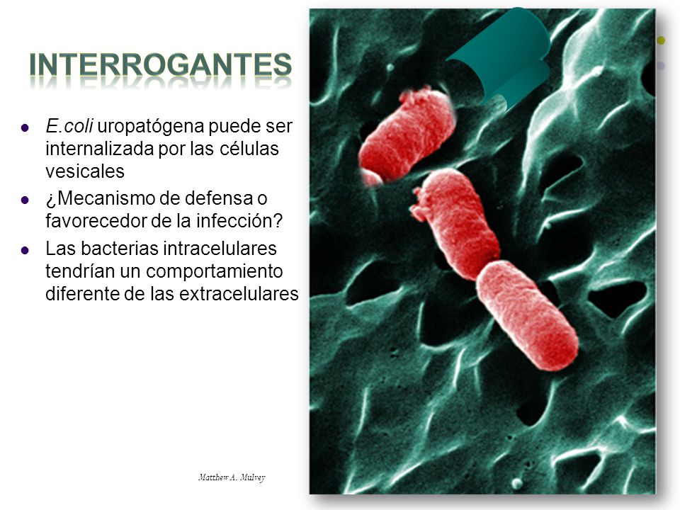 Interrogantes E.coli uropatógena puede ser internalizada por las células vesicales. ¿Mecanismo de defensa o favorecedor de la infección