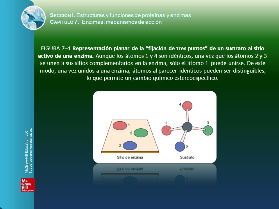 Sección I. Estructuras y funciones de proteínas y enzimas