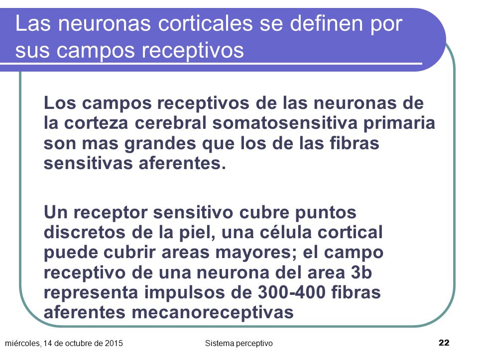Las neuronas corticales se definen por sus campos receptivos