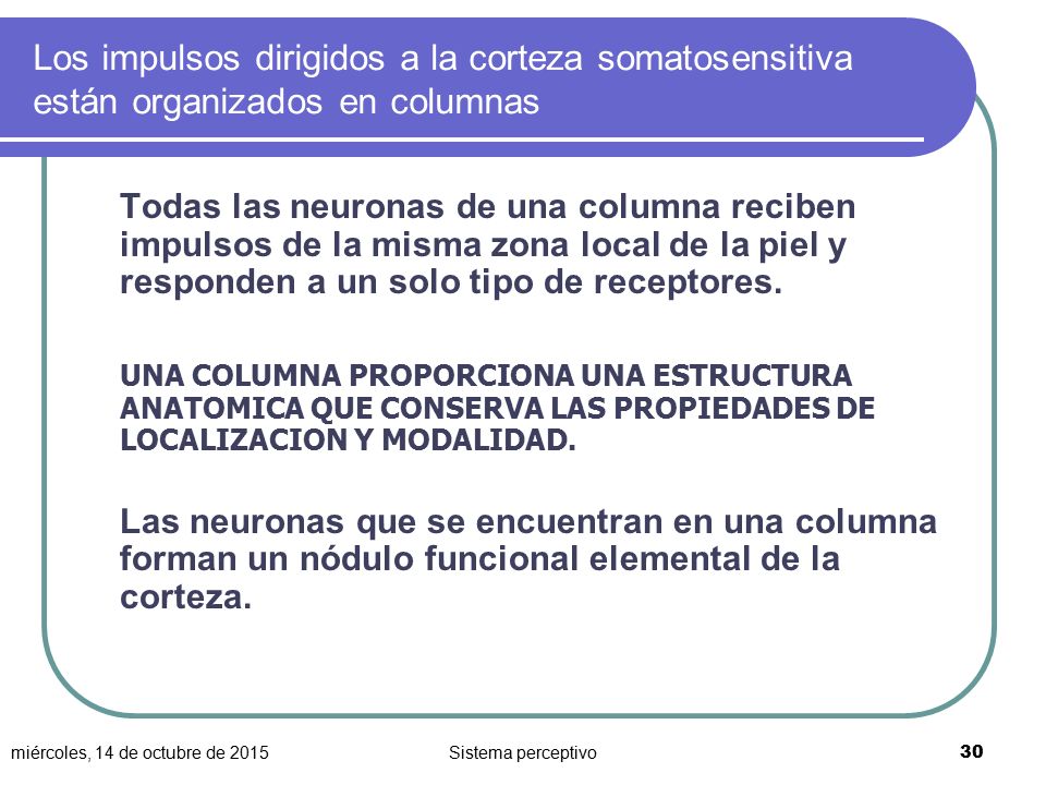 Los impulsos dirigidos a la corteza somatosensitiva están organizados en columnas