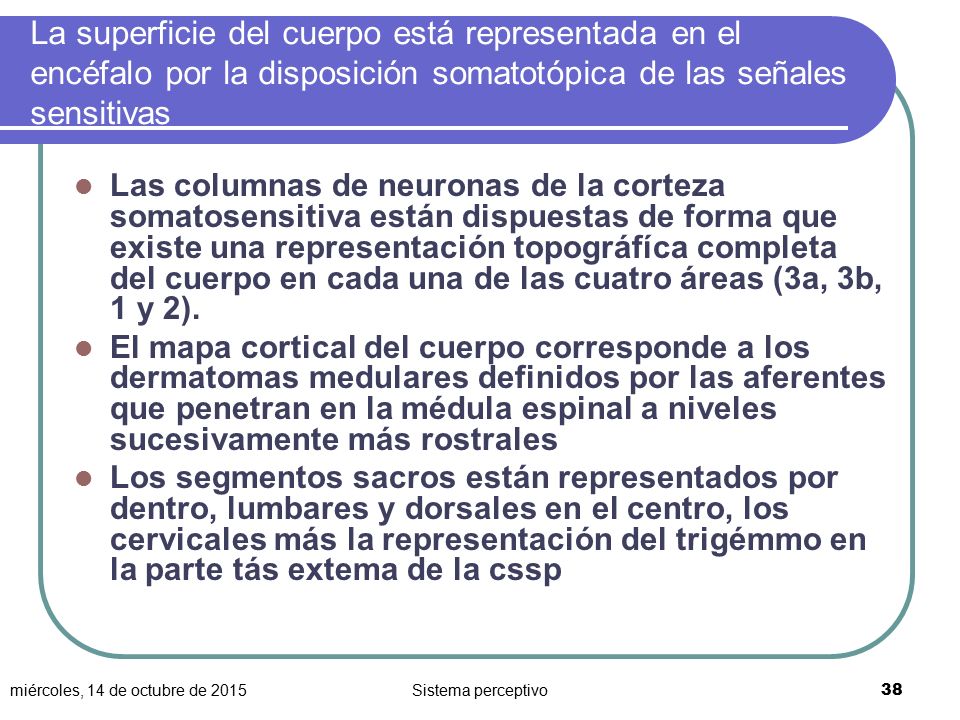 La superficie del cuerpo está representada en el encéfalo por la disposición somatotópica de las señales sensitivas