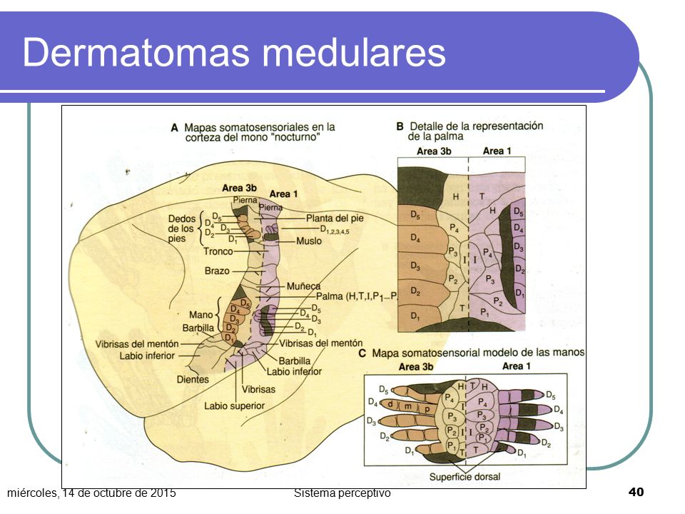 Dermatomas medulares lunes, 24 de abril de 2017 Sistema perceptivo