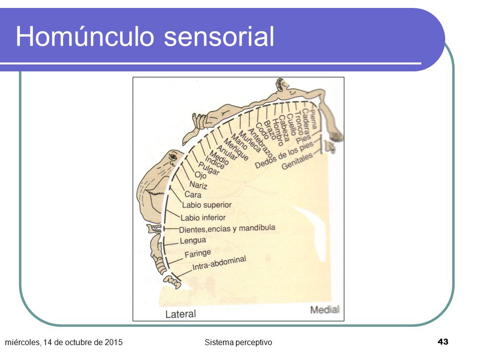 Homúnculo sensorial lunes, 24 de abril de 2017 Sistema perceptivo