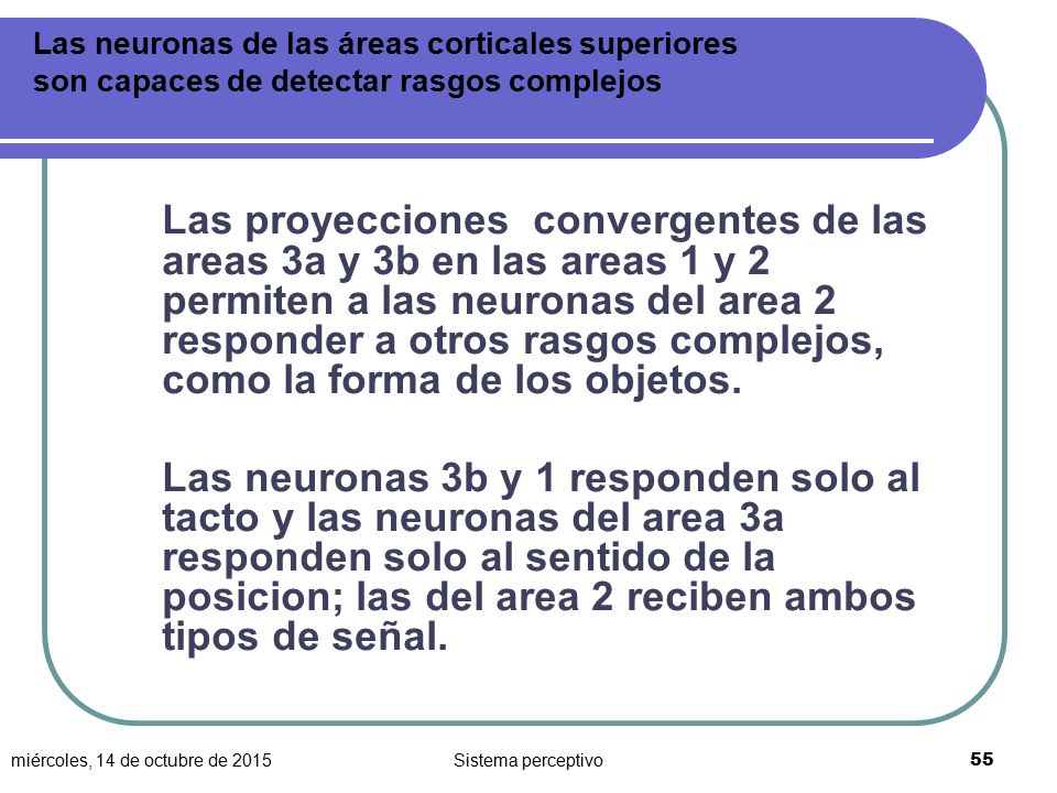 Las neuronas de las áreas corticales superiores son capaces de detectar rasgos complejos
