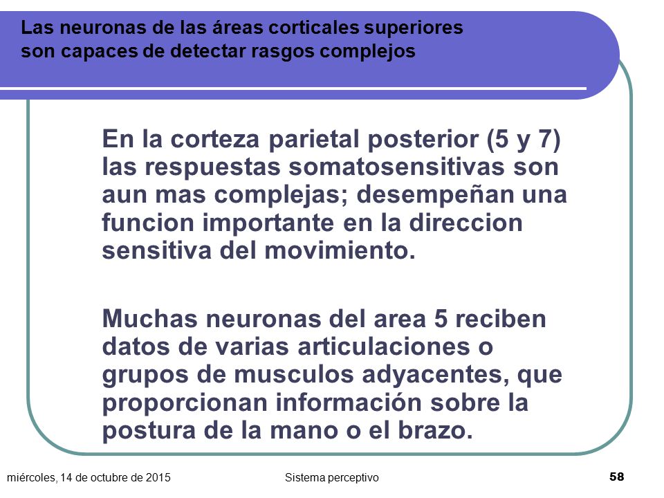 Las neuronas de las áreas corticales superiores son capaces de detectar rasgos complejos