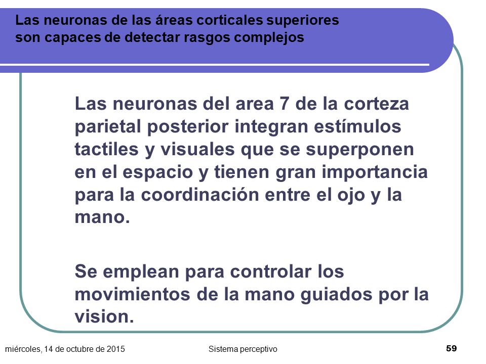 Las neuronas de las áreas corticales superiores son capaces de detectar rasgos complejos