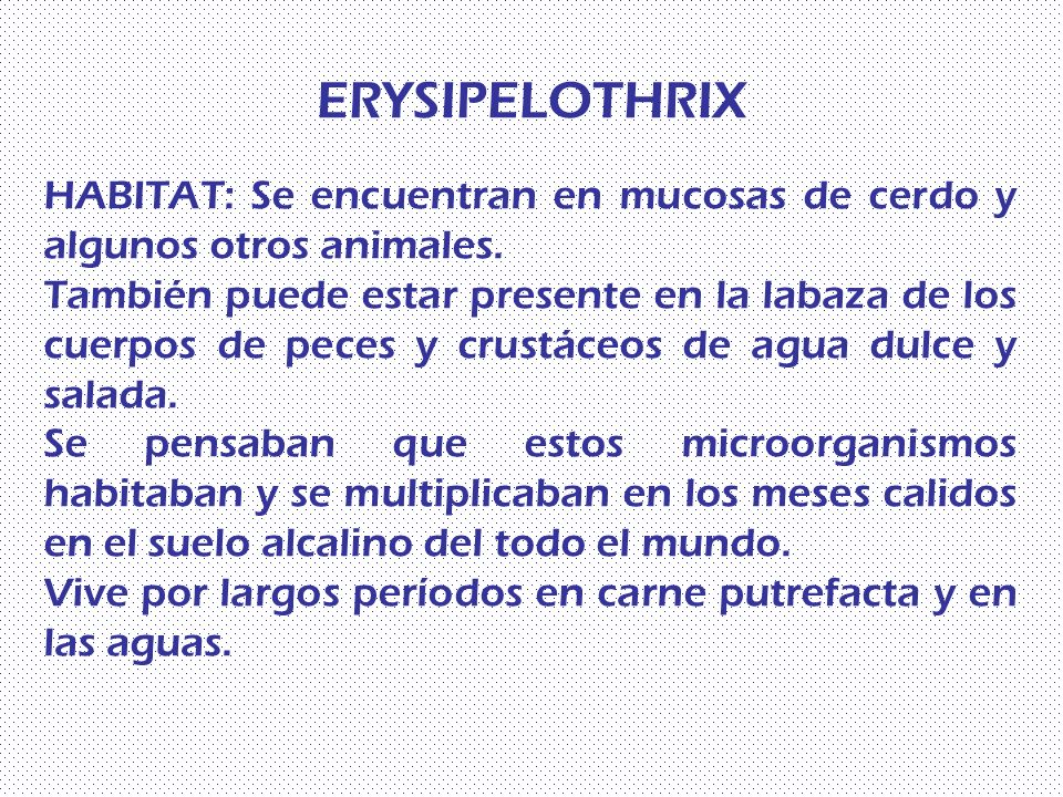 ERYSIPELOTHRIX HABITAT: Se encuentran en mucosas de cerdo y algunos otros animales.