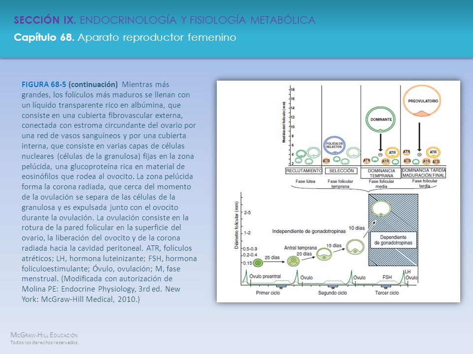 FIGURA 68-5 (continuación) Mientras más grandes, los folículos más maduros se llenan con un líquido transparente rico en albúmina, que consiste en una cubierta fibrovascular externa, conectada con estroma circundante del ovario por una red de vasos sanguíneos y por una cubierta interna, que consiste en varias capas de células nucleares (células de la granulosa) fijas en la zona pelúcida, una glucoproteína rica en material de eosinófilos que rodea al ovocito.