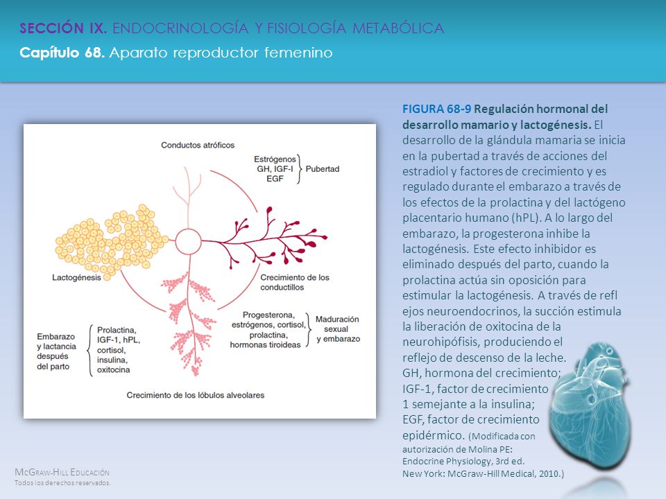 FIGURA 68-9 Regulación hormonal del desarrollo mamario y lactogénesis