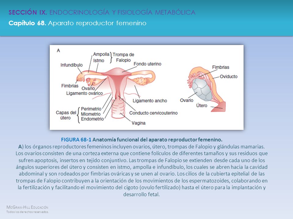 FIGURA 68-1 Anatomía funcional del aparato reproductor femenino