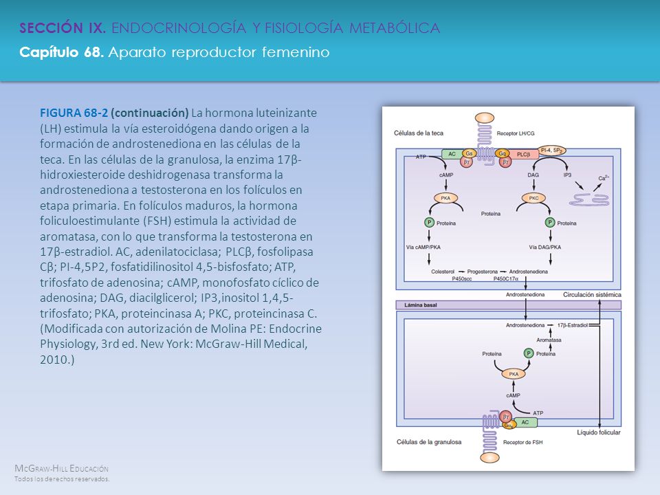 FIGURA 68-2 (continuación) La hormona luteinizante (LH) estimula la vía esteroidógena dando origen a la formación de androstenediona en las células de la teca.