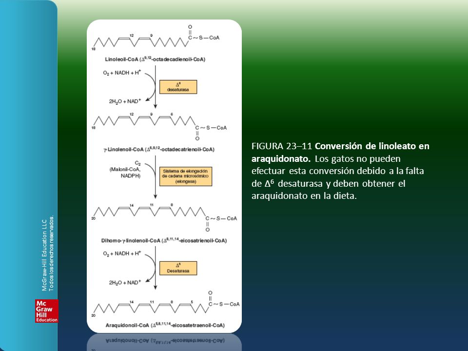 FIGURA 23–11 Conversión de linoleato en araquidonato
