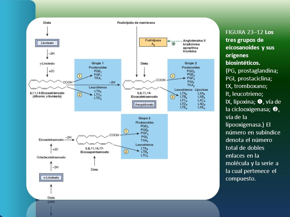 FIGURA 23–12 Los tres grupos de eicosanoides y sus orígenes biosintéticos.