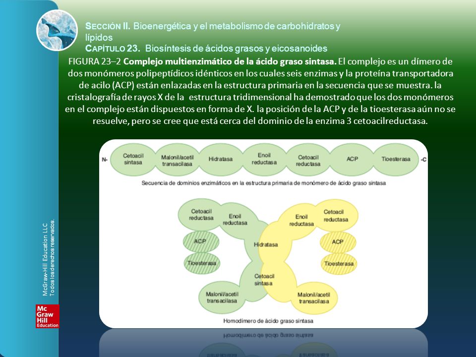 Sección II. Bioenergética y el metabolismo de carbohidratos y lípidos