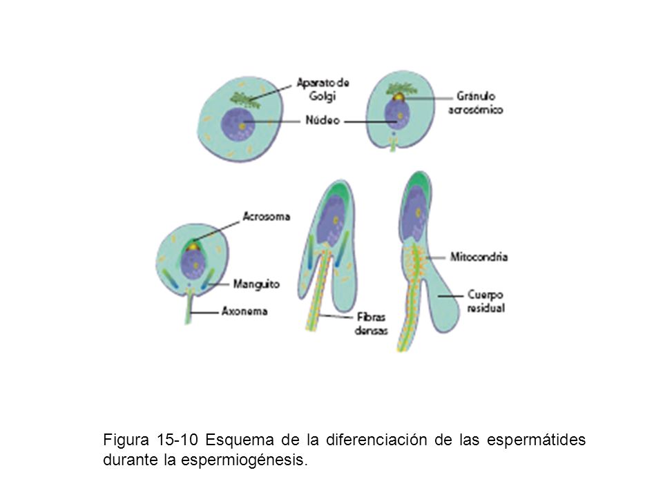 Figura Esquema de la diferenciación de las espermátides durante la espermiogénesis.