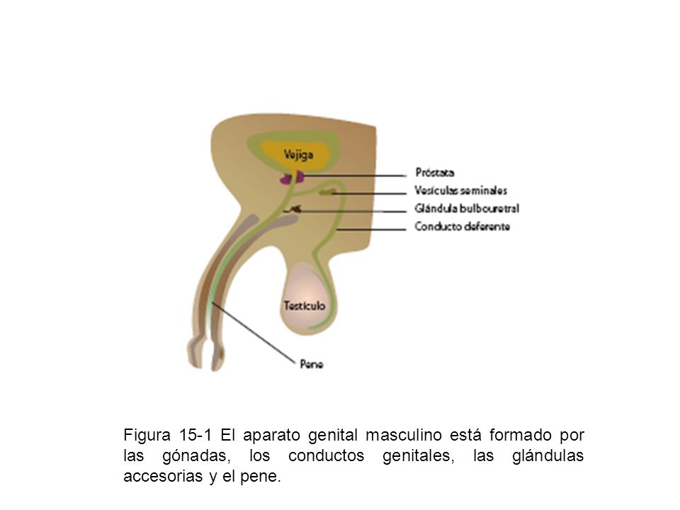 Figura 15-1 El aparato genital masculino está formado por las gónadas, los conductos genitales, las glándulas accesorias y el pene.
