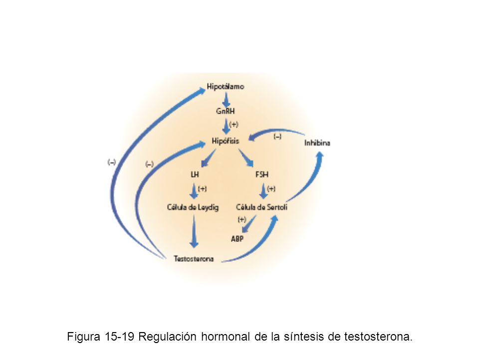 Figura Regulación hormonal de la síntesis de testosterona.