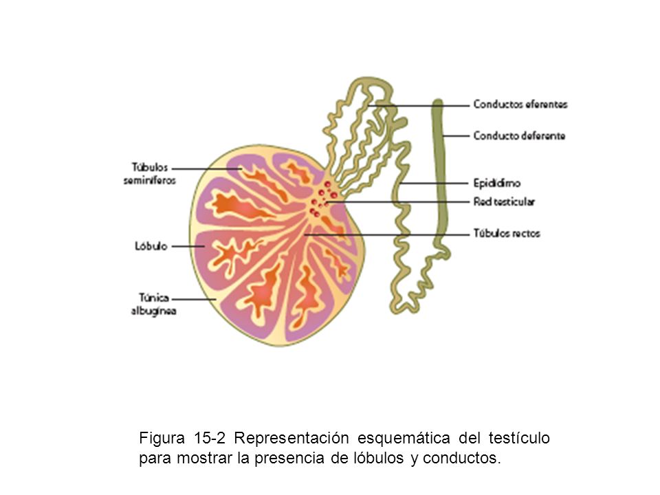 Figura 15-2 Representación esquemática del testículo para mostrar la presencia de lóbulos y conductos.