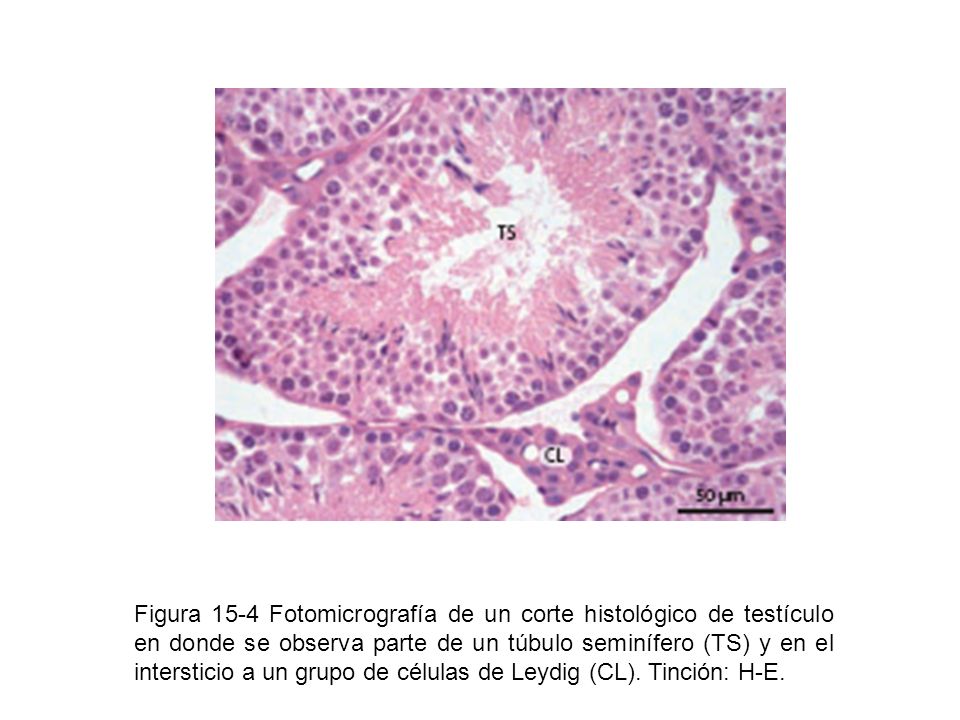 Figura 15-4 Fotomicrografía de un corte histológico de testículo en donde se observa parte de un túbulo seminífero (TS) y en el intersticio a un grupo de células de Leydig (CL).