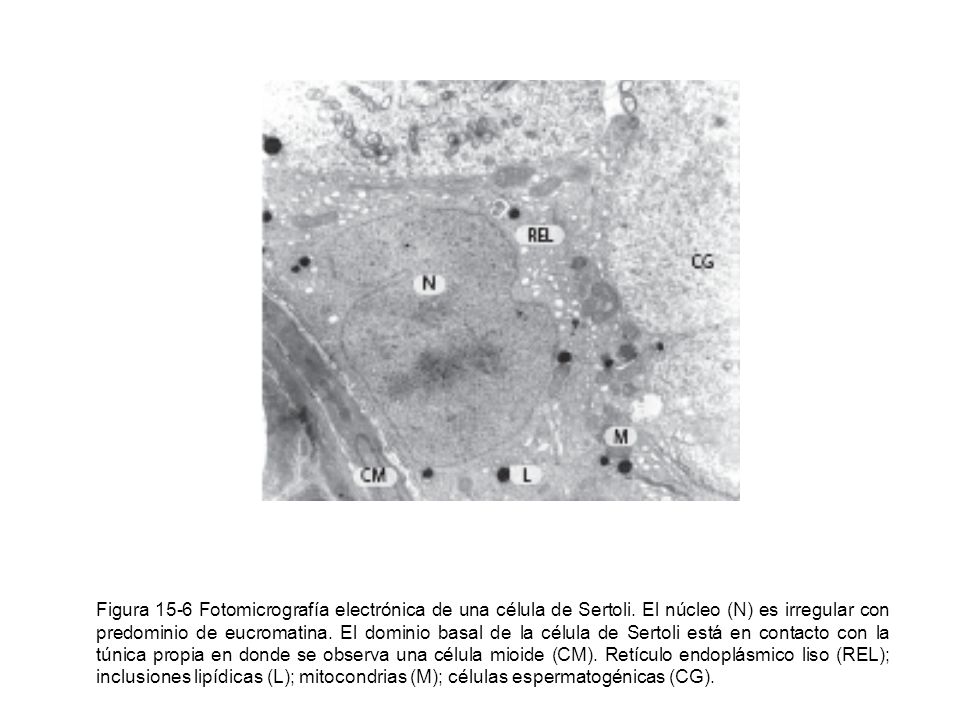 Figura 15-6 Fotomicrografía electrónica de una célula de Sertoli