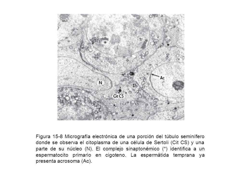 Figura 15-8 Micrografía electrónica de una porción del túbulo seminífero donde se observa el citoplasma de una célula de Sertoli (Cit CS) y una parte de su núcleo (N).