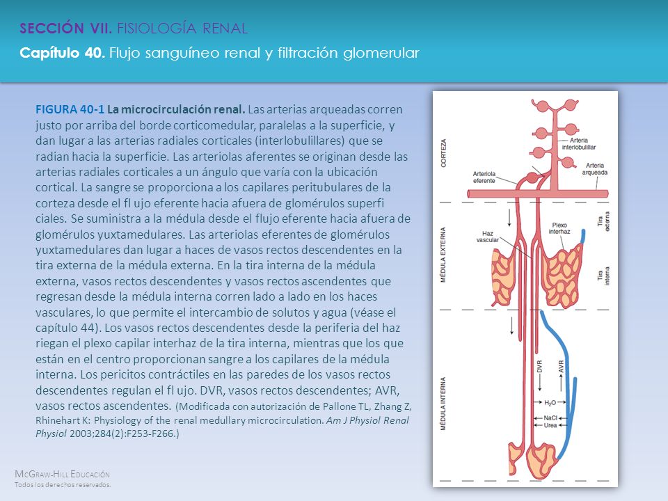 FIGURA 40-1 La microcirculación renal