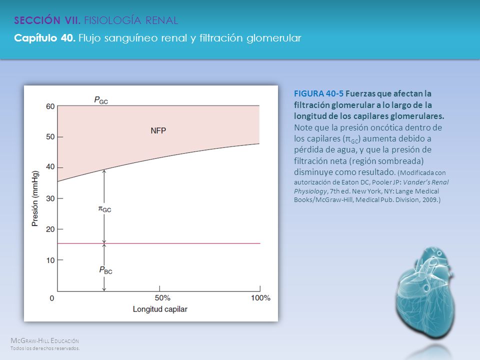 FIGURA 40-5 Fuerzas que afectan la filtración glomerular a lo largo de la longitud de los capilares glomerulares.