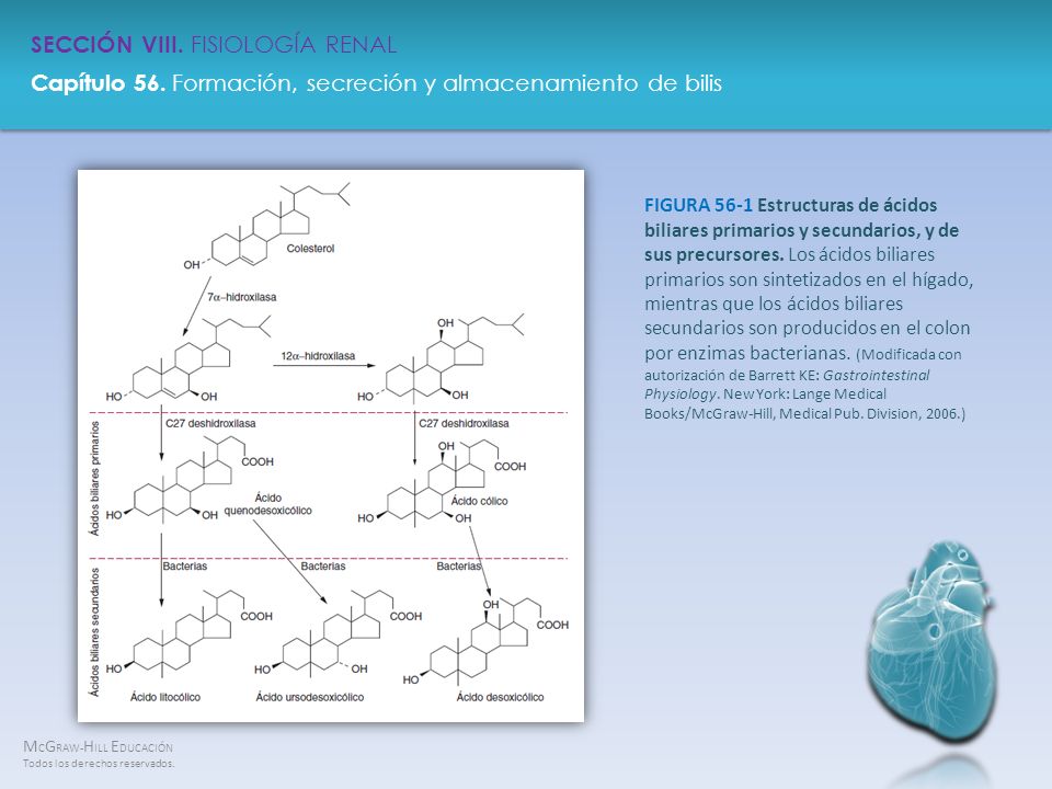 FIGURA 56-1 Estructuras de ácidos biliares primarios y secundarios, y de sus precursores.